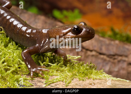 Northwestern salamander (Ambystoma gracile), ritratto Foto Stock