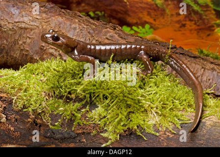 Northwestern salamander (Ambystoma gracile), sulla corteccia di muschio Foto Stock