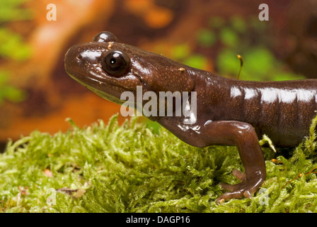 Northwestern salamander (Ambystoma gracile), ritratto Foto Stock