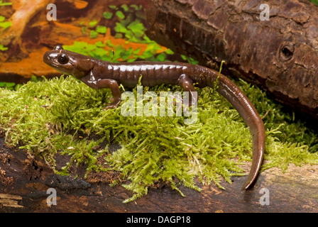 Northwestern salamander (Ambystoma gracile), sulla corteccia di muschio Foto Stock