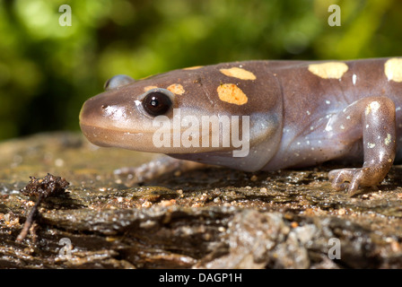Salamandra pezzata (Ambystoma maculatum), ritratto Foto Stock