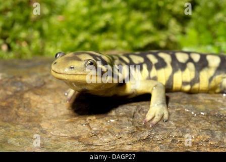 Eastern Tiger Salamander, bloccate Tiger Salamander (Ambystoma tigrinum), ritratto Foto Stock