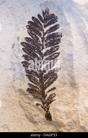 Fossili di pianta dalla formazione di pelliccia, palaeocene/eocene, Danimarca, Limfjord Foto Stock