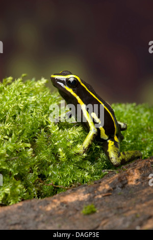 A tre strisce poison dart frog (Ameerega trivittata), in MOSS Foto Stock