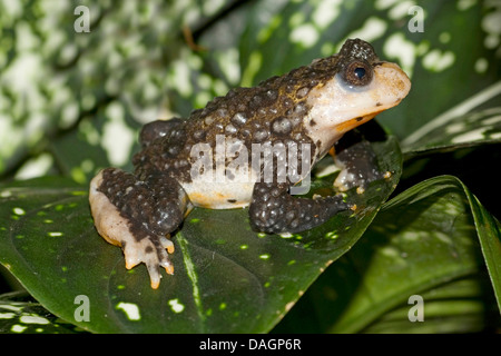 Oriental fire-panciuto toad (Bombina orientalis), albino parziale Foto Stock