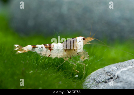 Crystal red Garnele (cfr. Caridina cantonensis Ape nero), razza Ape nero Foto Stock