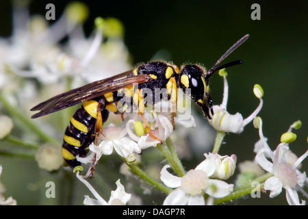 Sabbia-tailed digger wasp (Cerceris arenaria), sui fiori bianchi, Germania Foto Stock