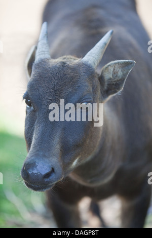 Anoa di pianura (Bubalus depressicornis). Più piccolo del bovino selvatico, famiglia Bovinae. Nativo di Sulawesi, tasto, Indonesia. Foto Stock