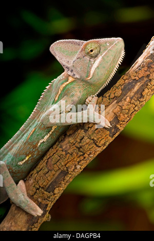 Yemen chameleon, cono-guidato camaleonte, velata chameleon (Chamaeleo calyptratus), su un ramo Foto Stock