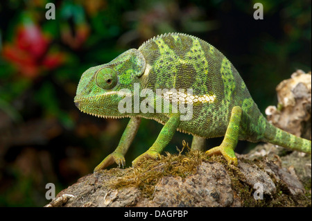 Lembo colli, chameleon flapneck chameleon (Chamaeleo dilepis), su un ramo Foto Stock