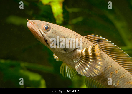 Snakehead (Channa pulchra), ritratto Foto Stock