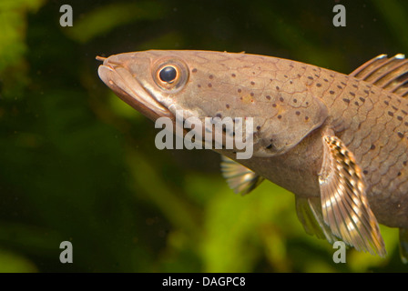 Snakehead (Channa pulchra), ritratto Foto Stock