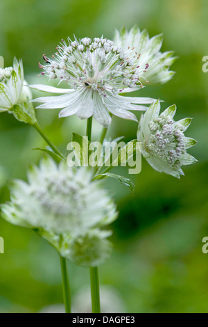Grande masterwort (Astrantia major), fioritura, Germania Foto Stock