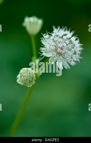 Grande masterwort (Astrantia major), fioritura, Germania Foto Stock