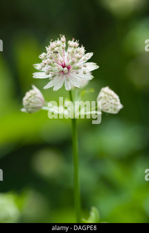 Grande masterwort (Astrantia major), fioritura, Germania Foto Stock