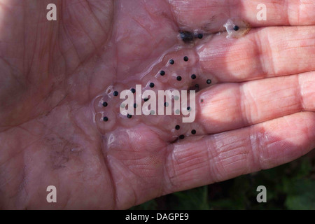 Comune di erba o rana (Rana temporaria). Piccolo campione di spawn tenuto sul palmo di una mano umana. Mostra le singole uova in gelatina Foto Stock