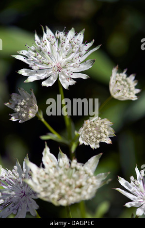 Grande masterwort (Astrantia major), fioritura, Germania Foto Stock