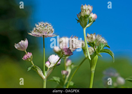 Grande masterwort (Astrantia major), fioritura, Germania Foto Stock