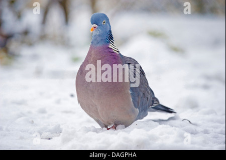 Il Colombaccio ( Columba palumbus), nella neve, Germania Foto Stock