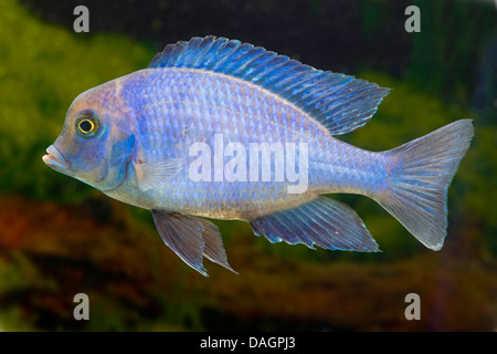 Humphead cichlid (Cyrtocara moori, Haplochromis moorii), nuoto Foto Stock