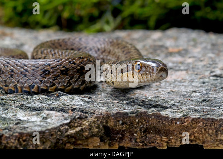 Dione di snake (Elaphe dione), ritratto Foto Stock