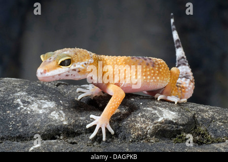 Leopard gecko (Eublepharis macularius), alta giallo Foto Stock