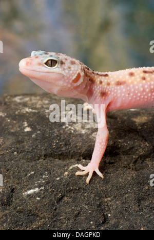 Leopard gecko (Eublepharis macularius), Mack Snow Foto Stock