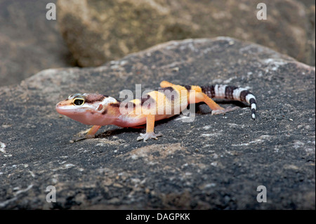 Leopard gecko (Eublepharis macularius), forma selvatica, giovani Leopard gecko Foto Stock