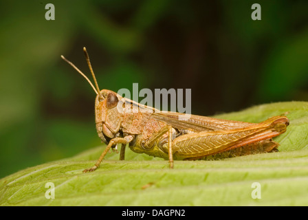 Rufous grasshopper (Gomphocerus rufus, Gomphocerippus rufus), su una foglia, Germania Foto Stock