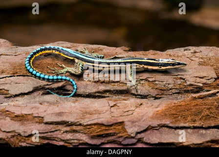 Neon Blue Tailed Tree Lizard (Holaspis guentheri), su una pietra Foto Stock