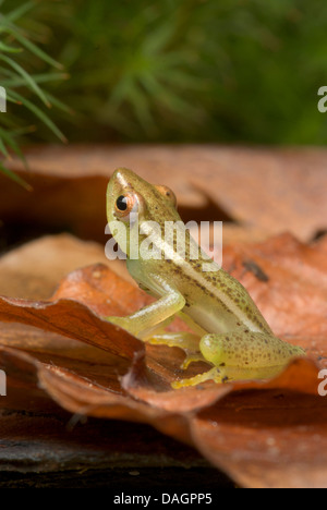 Longnose Reed Rana, Sharp-africana dal naso rana reed (Hyperolius nasutus), sulla foglia di funzioni minime di emergenza Foto Stock