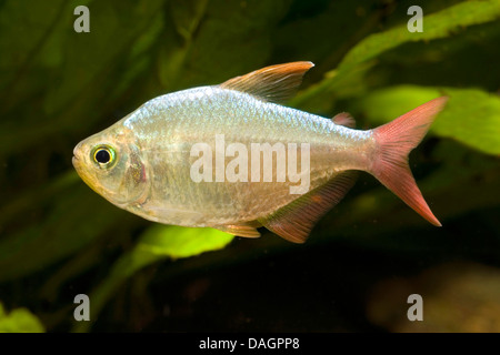 Columbian tetra (Hyphessobrycon columbianus), nuoto Foto Stock