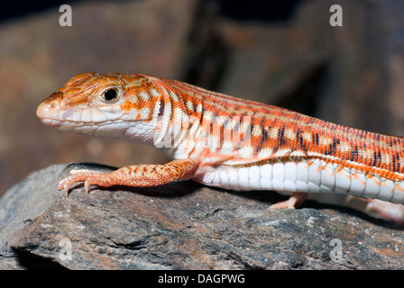 Dipinto di lunga coda di lucertola (Latastia longicaudata), su una pietra Foto Stock