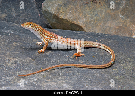 Dipinto di lunga coda di lucertola (Latastia longicaudata), in piedi su una pietra Foto Stock