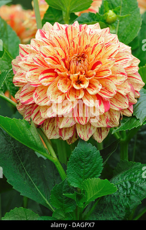 Georgina (Dahlia spec.), il rosso e il giallo fioritura Foto Stock