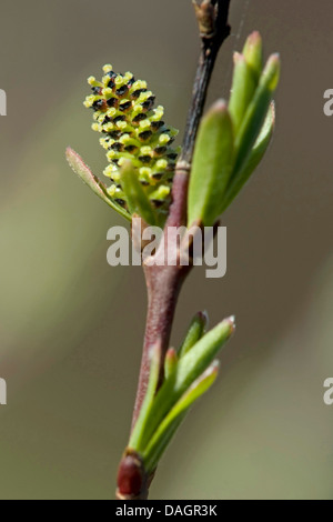 Liscia di betulla nana (Betula nana), il ramo con infiorescenza, Germania Foto Stock