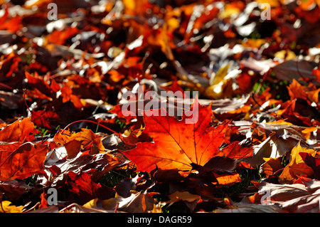 Norvegia (acero Acer platanoides), Germania Foto Stock