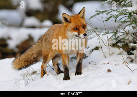 Red Fox (Vulpes vulpes vulpes), passeggiate attraverso la neve, Germania Foto Stock