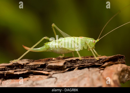 Rovere meridionale Bush Cricket (Meconema meridionale), sulla corteccia, Germania, Hesse Foto Stock
