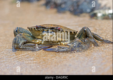 Piscina di velluto di granchio, velvet fiddler, devil granchio (Necora puber, Liocarcinus puber, Macropipus puber), in acque poco profonde, Portogallo, Aljezur Foto Stock