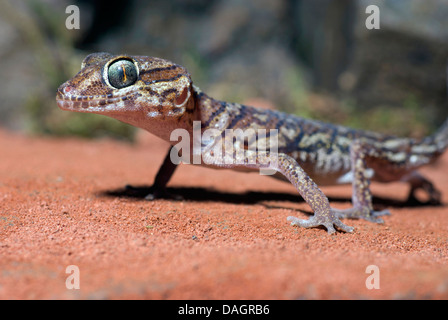 Madagascar terra Gecko Big-Headed Gecko (Paroedura pictus), ritratto Foto Stock