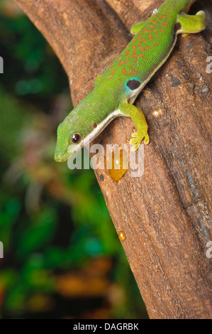 Peacock giorno geco Phelsuma quadriocellata, a tronco di albero Foto Stock