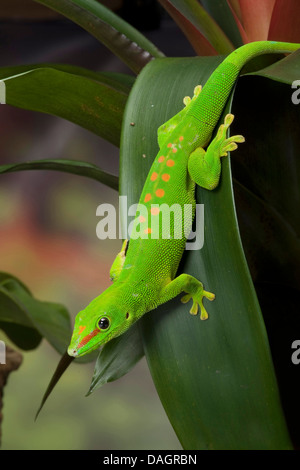 Madagascar giorno gigante gecko (Phelsuma madagascariensis grandis, Phelsuma grandis), sulla lamina Foto Stock