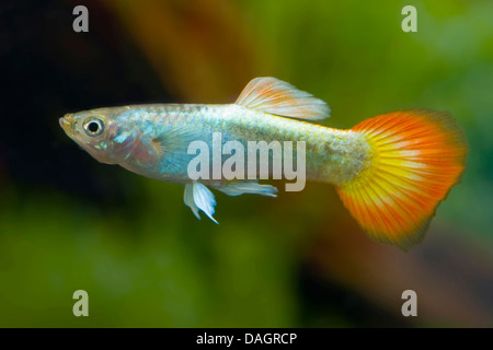 Guppy (Poecilia reticulata, Lebistes reticulatus, Lebistes reticulata), razza fiamma al neon Foto Stock