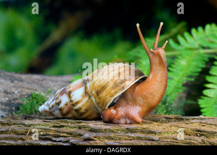 Terra gigante lumaca (Pseudoachatina connectens colorata), striscianti su di un ramo Foto Stock