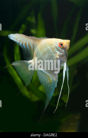 Freshwater angelfish, longfin pesci angelo, nero angelfish, scalare (Pterophyllum scalare), nuoto Foto Stock