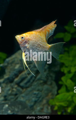 Freshwater angelfish, longfin pesci angelo, nero angelfish, scalare (Pterophyllum scalare Rotgold Diamant), razza Redgold Diamont Foto Stock