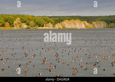 Screamers e uccelli acquatici (anatre e oche/swans) (Anseriformes), Comune di appoggio moriglioni, rosso-crested moriglioni e anatre tufted su un lago, Germania Foto Stock