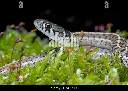 Giarrettiera a scacchi Snake (Thamnophis marcianus), ritratto Foto Stock