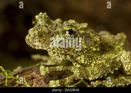 Rana di muschio, Vietnamita Mossy Rana, Tonkin bug-eyed Frog (Theloderma corticale), ritratto Foto Stock